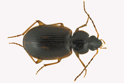 Ground beetle - Olisthopus parmatus 1 m16 