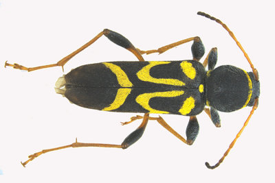 Longhorned Beetle - Clytus ruricola m16 
