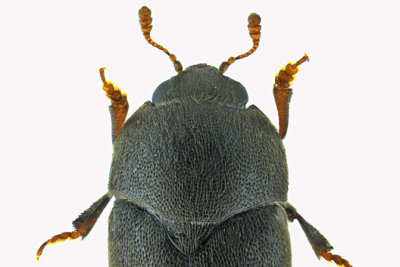 Short-winged Flower Beetle - Brachypterolus pulicarius 2 m16 