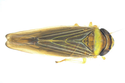 Leafhopper - Colladonus brunneus 1 m16 