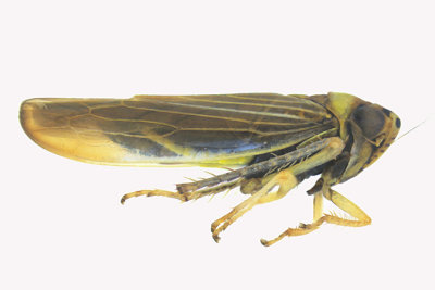Leafhopper - Colladonus brunneus 2 m16 
