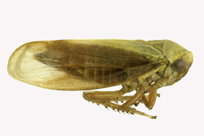 Leafhopper - Oncopsis flavidorsum 1 m16 