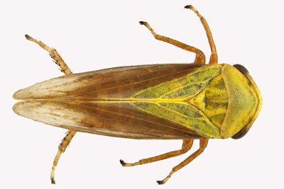 Leafhopper - Oncopsis flavidorsum 2 m16 
