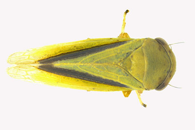 Leafhopper - Oncopsis variabilis 1 m16 