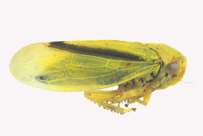 Leafhopper - Oncopsis variabilis 2 m16 