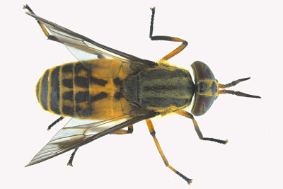 Deer fly - Chrysops lateralis 2  2 m16 