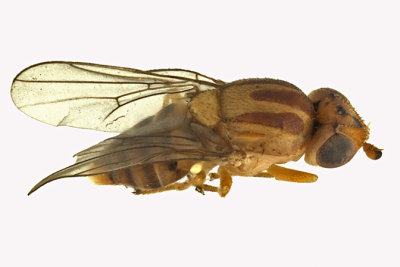 Frit Fly - Chlorops sp4 1 m16