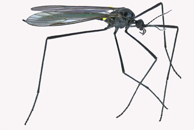 Limoniid Crane Fly - Gnophomyia tristissima 1 m16 