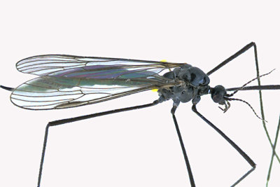 Limoniid Crane Fly - Gnophomyia tristissima 2 m16 