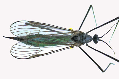 Limoniid Crane Fly - Gnophomyia tristissima 3 m16 