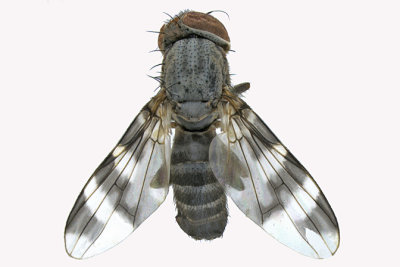 Picture-winged Fly - Herina narytia 1 m16 
