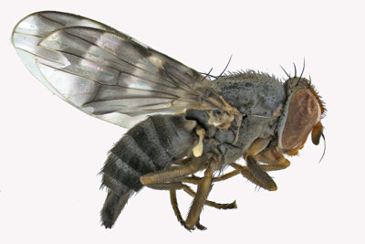 Picture-winged Fly - Herina narytia 2m16 