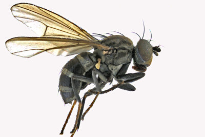 Shore fly - Notiphila sp - 1 m16 