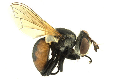 Tachinidae - Gymnosoma sp2 1 m16