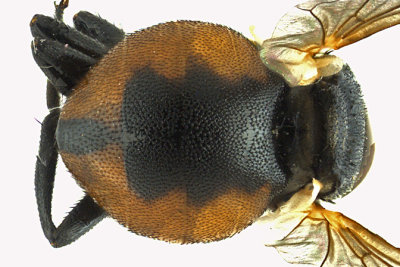 Tachinidae - Gymnosoma sp2 2 m16