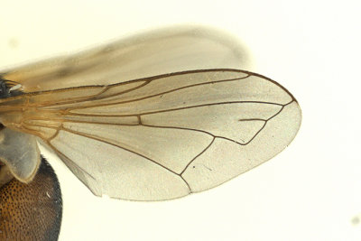 Tachinidae - Gymnosoma sp2 3 m16 