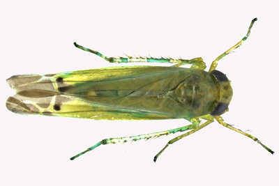 Leafhopper - Kyboasca atrolabes 1 m16 