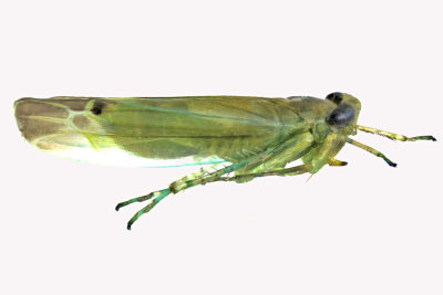 Leafhopper - Kyboasca atrolabes 2 m16 