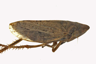 Leafhopper - Planaphrodes bifasciatus  sp1 m16