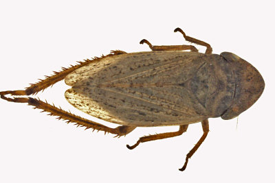 Leafhopper - Planaphrodes bifasciatus  sp2 m16