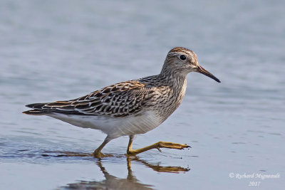 Bécasseau à poitrine cendrée - Pectoral Sandpiper m17 1