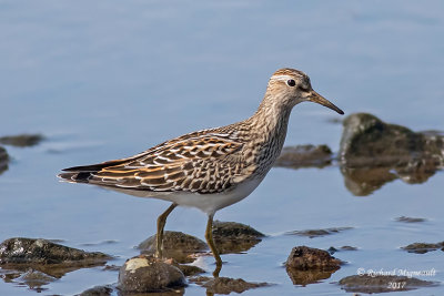 Bécasseau à poitrine cendrée - Pectoral Sandpiper m17 2
