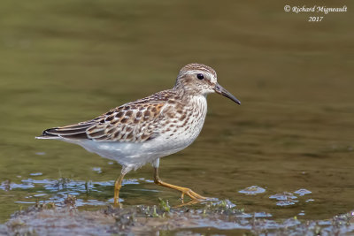 Bécasseau minuscule - Least Sandpiper m17 1