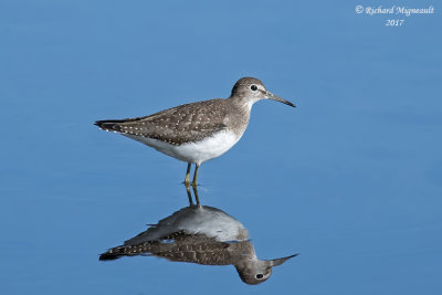 Chevalier solitaire - Solitary Sandpiper m17 4