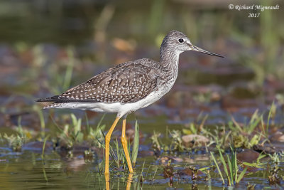 Grand Chevalier - Greater Yellowlegs m17 2