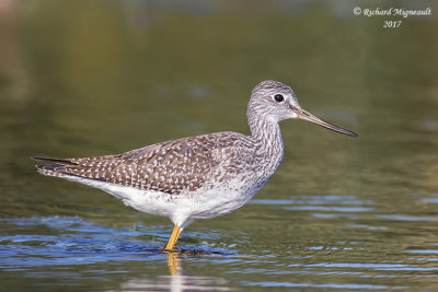 Grand Chevalier - Greater Yellowlegs m17 3