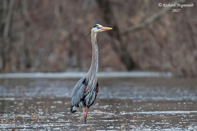 Grand Héron - Great Blue Heron m17 1