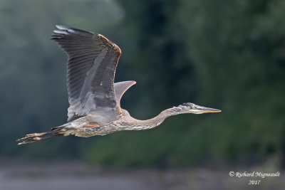 Grand Héron - Great Blue Heron m17 3