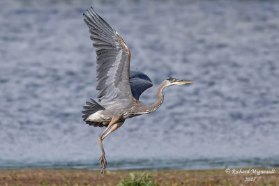 Grand Héron - Great Blue Heron 17 4
