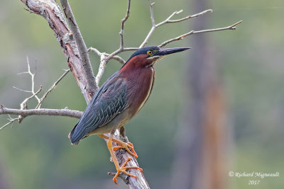 Héron vert - Green Heron m17 1