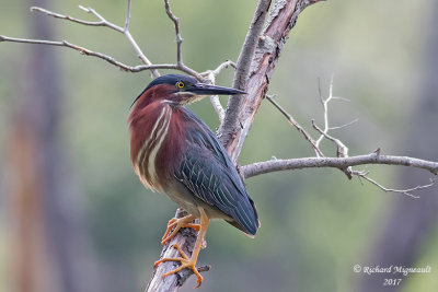 Héron vert - Green Heron m17 3