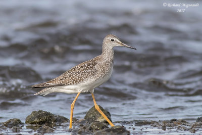 Petit Chevalier - Lesser Yellowlegs m17 1