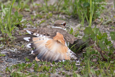 Pluvier kildir - Killdeer m17 6