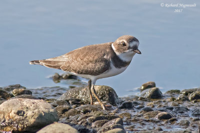Pluvier semipalmé - Semipalmated Plover m17 1