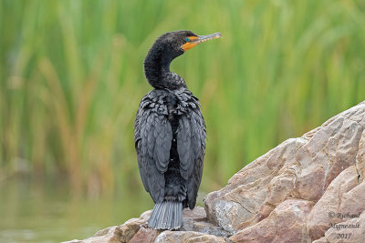Cormoran à aigrettes - Double-crested Cormorant m17 1