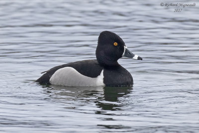 Fuligule  collier - Ring-necked Duck m17 1