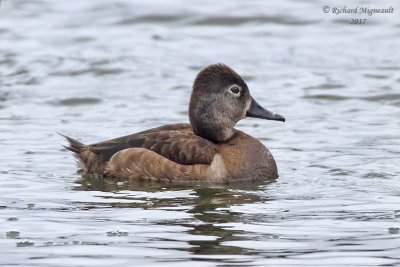 Fuligule  collier - Ring-necked Duck m17 2