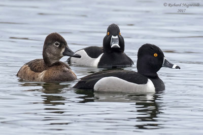 Fuligule à collier - Ring-necked Duck m17 3