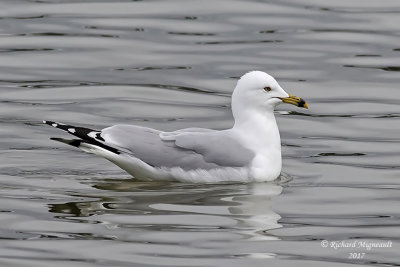 Goland  bec cercl - Ring-billed Gull m17 1