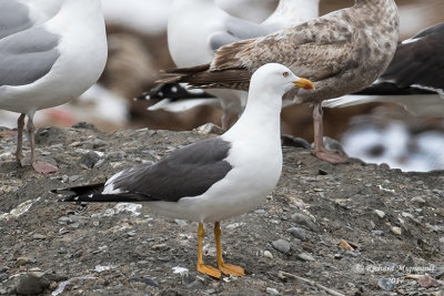 Goéland brun - Lesser black-backed gull m17 1