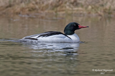 Grand Harle - Common Merganser m17 2