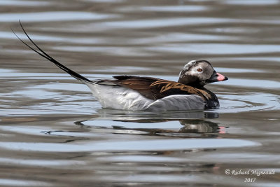 Harelde kakawi - Long-tailed Duck m17 1