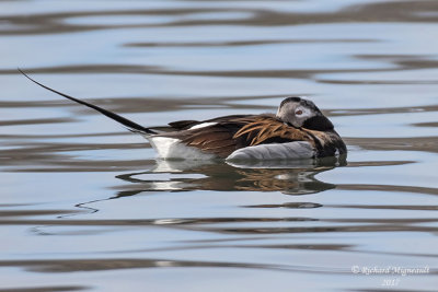 Harelde kakawi - Long-tailed Duck m17 2