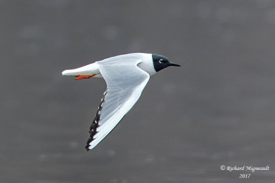 Mouette de Bonaparte - Bonapartes Gull m17 1