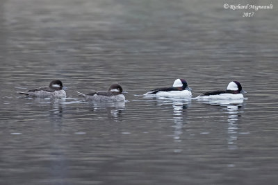 Petit Garrot - Bufflehead m17 1