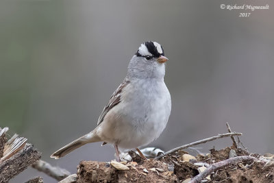 Bruant à couronne blanche - White-crowned Sparrow m17 1